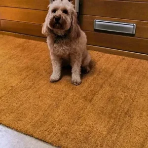 Premium 17mm Natural Coir Matting for Recessed Entrances